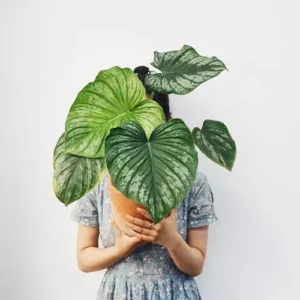 Philodendron Mamei 'Silver Cloud'