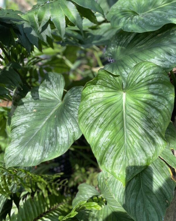 Philodendron Mamei 'Silver Cloud'