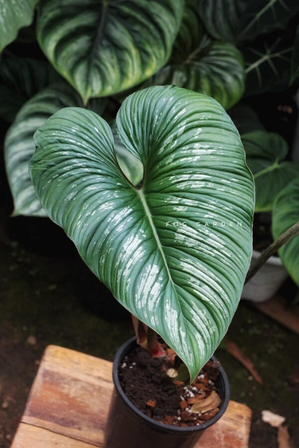 Philodendron Mamei 'Silver Cloud'