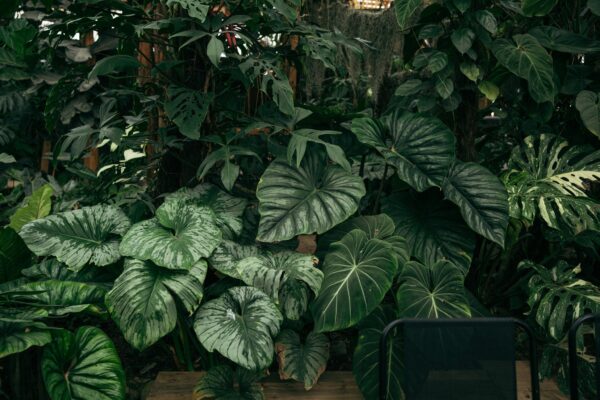 Philodendron Mamei 'Silver Cloud'