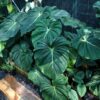 Philodendron McDowell