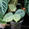 Anthurium dorayaki silver