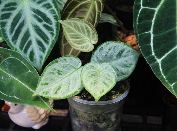 Anthurium dorayaki silver