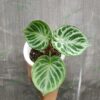 Anthurium Dorayaki Silver