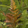 Autumn-Fern-Dryopteris-Erythrosora-KLAVN