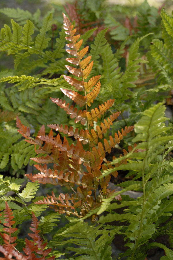 Autumn-Fern-Dryopteris-Erythrosora-KLAVN