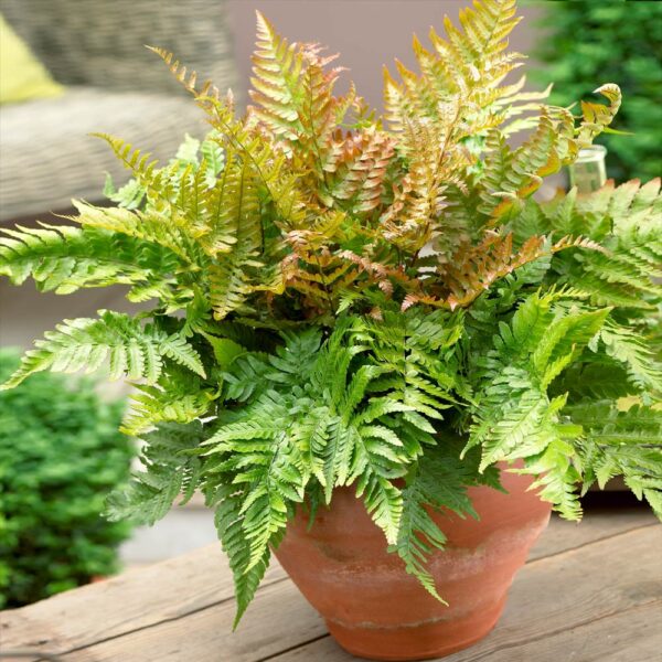 Autumn-Fern-Dryopteris-Erythrosora-KLAVN