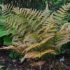 Autumn-Fern-Dryopteris-Erythrosora-KLAVN