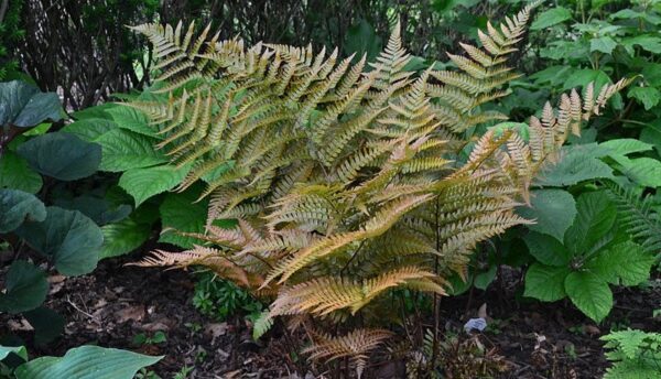 Autumn-Fern-Dryopteris-Erythrosora-KLAVN