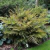 Autumn-Fern-Dryopteris-Erythrosora-KLAVN