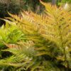 Autumn-Fern-Dryopteris-Erythrosora-KLAVN