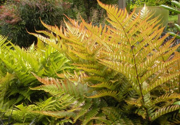 Autumn-Fern-Dryopteris-Erythrosora-KLAVN