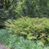Autumn-Fern-Dryopteris-Erythrosora-KLAVN