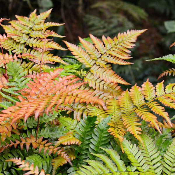 Autumn-Fern-Dryopteris-Erythrosora-KLAVN