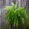 Fern