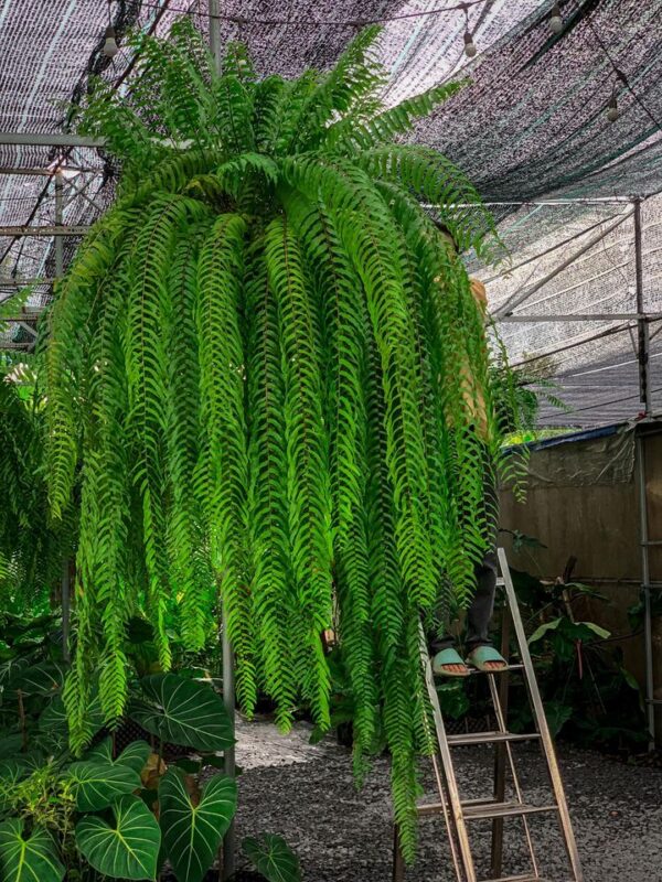 Sabainang hanging fern