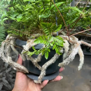 Helecho pata de conejo (Davallia Tyermannii)
