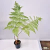 Dương xỉ Culi (Cibotium barometz)