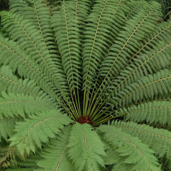 Dương xỉ Nam cực 'Đà điểu' (Dicksonia Antarctica)