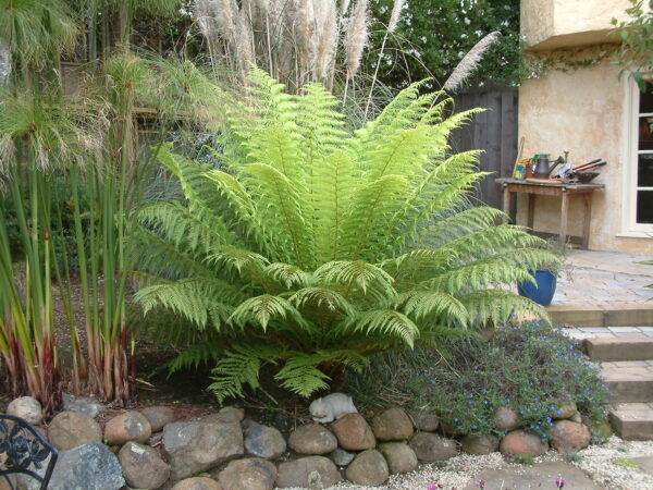 Dương xỉ Nam cực 'Đà điểu' (Dicksonia Antarctica)