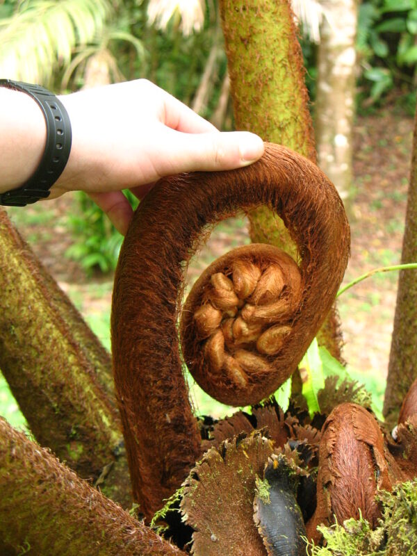 Dương xỉ Vua 'King Fern' (Angiopteris evecta)