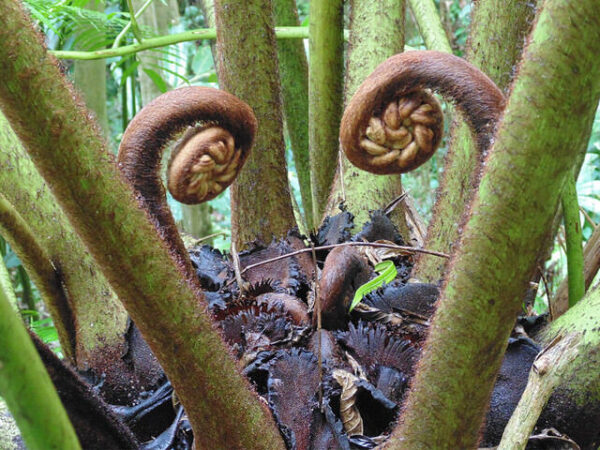 Dương xỉ Vua 'King Fern' (Angiopteris evecta)