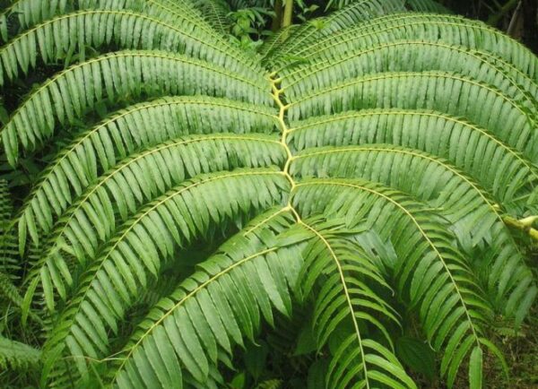 Dương xỉ Vua 'King Fern' (Angiopteris evecta)