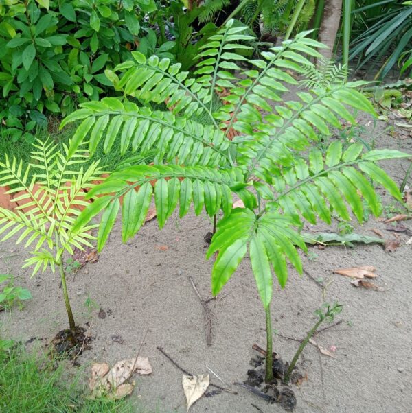 Dương xỉ Vua 'King Fern' (Angiopteris evecta)