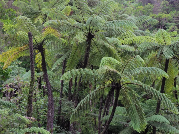 古代シダ（Cyathea Contaminans）