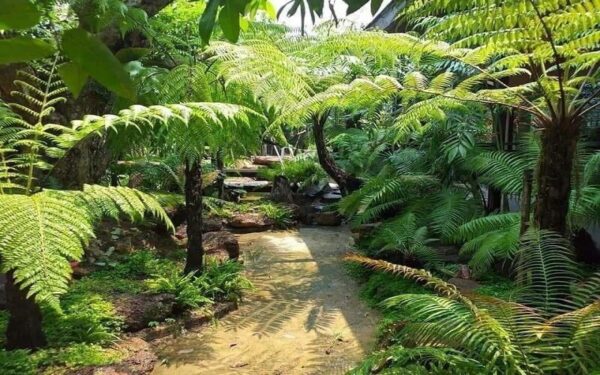 เฟิร์นโบราณ (Cyathea Contaminans)