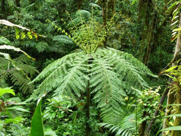 เฟิร์นโบราณ (Cyathea Contaminans)