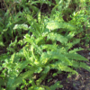 Dương xỉ lưỡi kiếm Boston fern (Nephrolepis exaltata)
