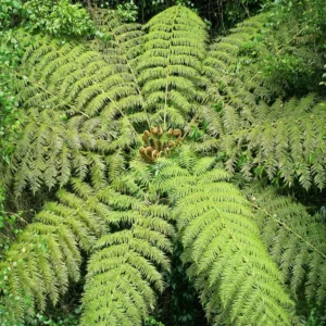 Cyathea australis
