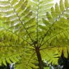 Dương xỉ thân gỗ (Cyathea Cooperi)