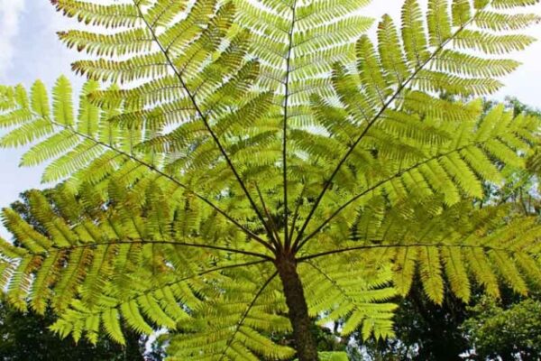 Dương xỉ thân gỗ (Cyathea Cooperi)