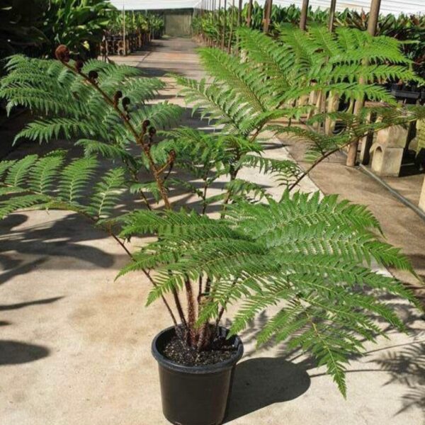 Dương xỉ thân gỗ (Cyathea Cooperi)