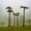 Dương xỉ thân gỗ (Cyathea Cooperi)