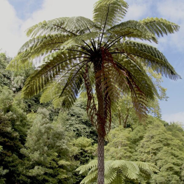 Dương xỉ thân gỗ (Cyathea Cooperi)