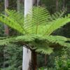 Dương xỉ thân gỗ (Cyathea Cooperi)