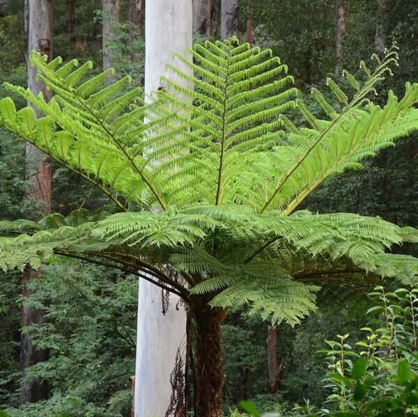 Dương xỉ thân gỗ (Cyathea Cooperi)