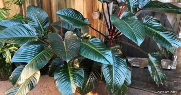 Philodendron Congo