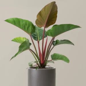 Philodendron Congo
