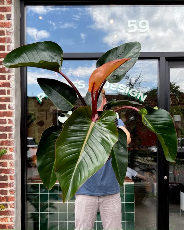 Philodendron Congo