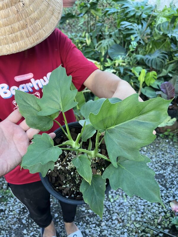 Philodendron Warscewiczii