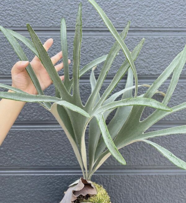 Platycerium Veitchii Silver frond