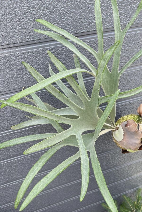 Platycerium Veitchii Silver frond