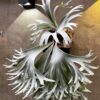 Platycerium Willinckii 'Celso Tatsuta'
