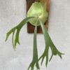 Platycerium Willinckii 'Celso Tatsuta'