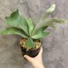 Platycerium Willinckii 'Celso Tatsuta'