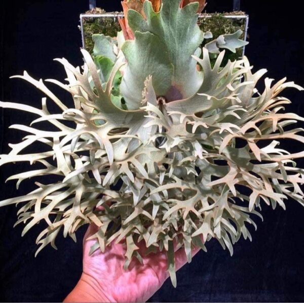 Platycerium Willinckii 'OMG'